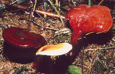 Линчжи - гриб "дающий вечную молодость"